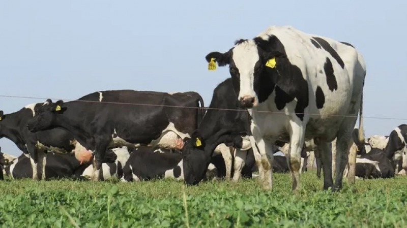 En Olavarra se producen 29 mil litros diarios de leche